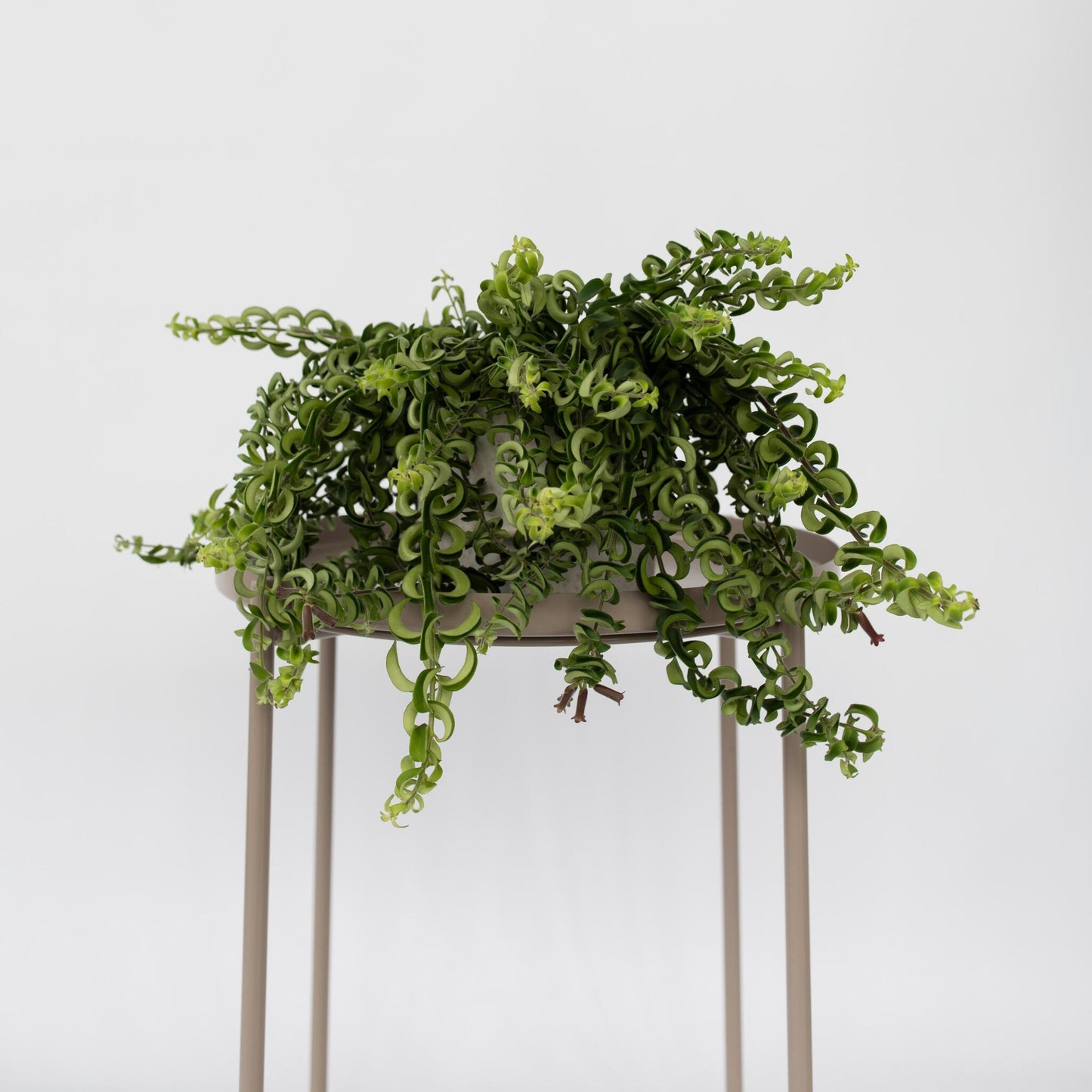 Flor De Lápiz Labial - Aeschynanthus Pulcher - Altura 20-30cm - ⌀15cm_4