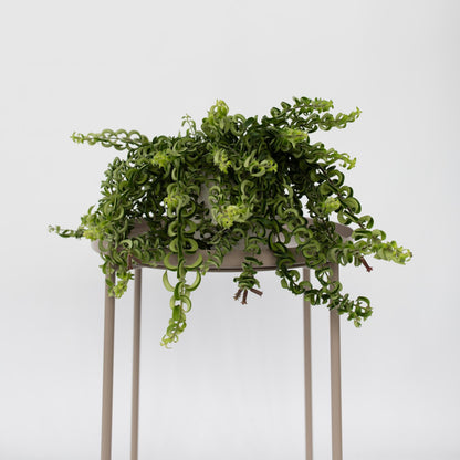 Flor De Lápiz Labial - Aeschynanthus Pulcher - Altura 20-30cm - ⌀15cm_4