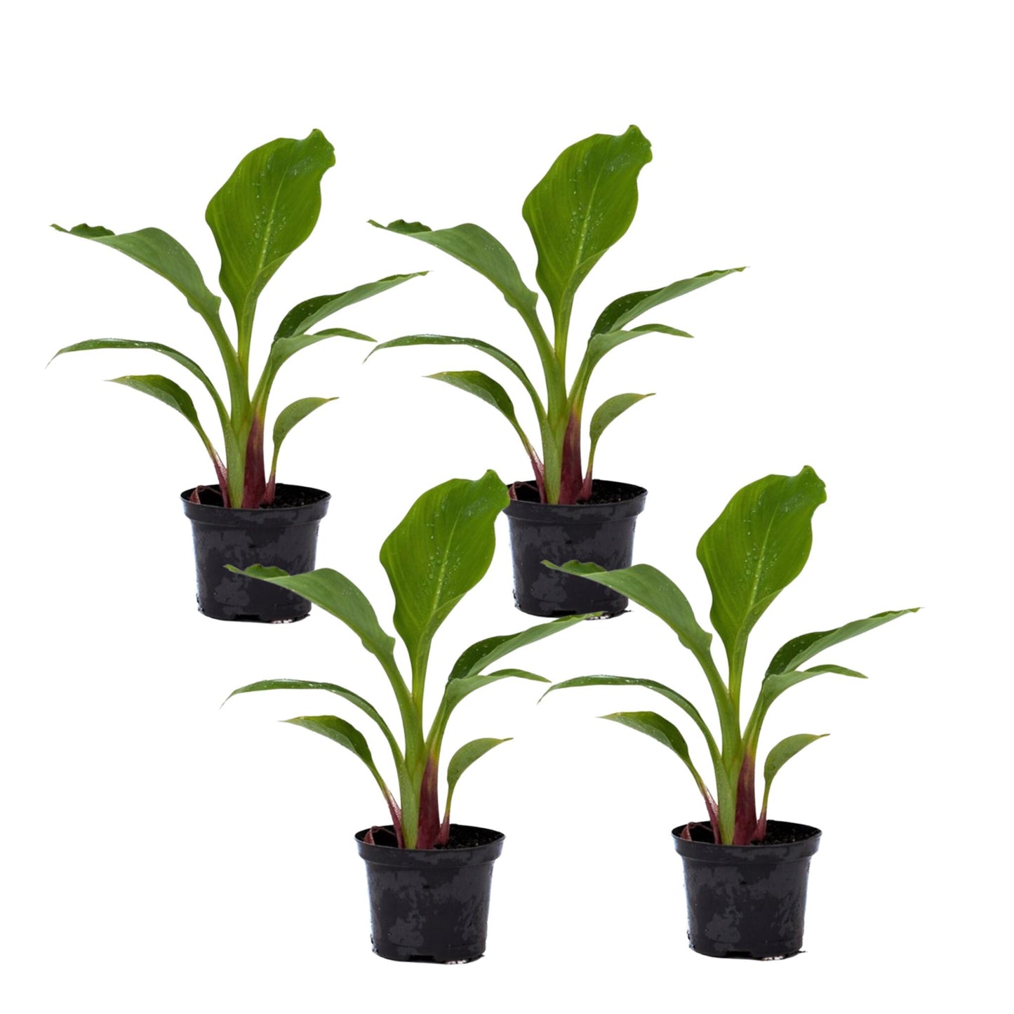 Flor De Loto Dorada - 4 Pzs - Musella Lasiocarpa - Altura 25-40cm - ⌀9cm_0