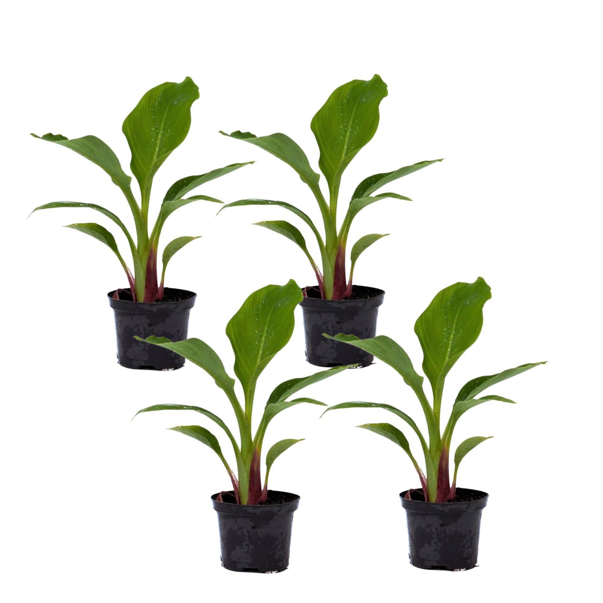 Flor De Loto Dorada - 4 Pzs - Musella Lasiocarpa - Altura 25-40cm - ⌀9cm_0