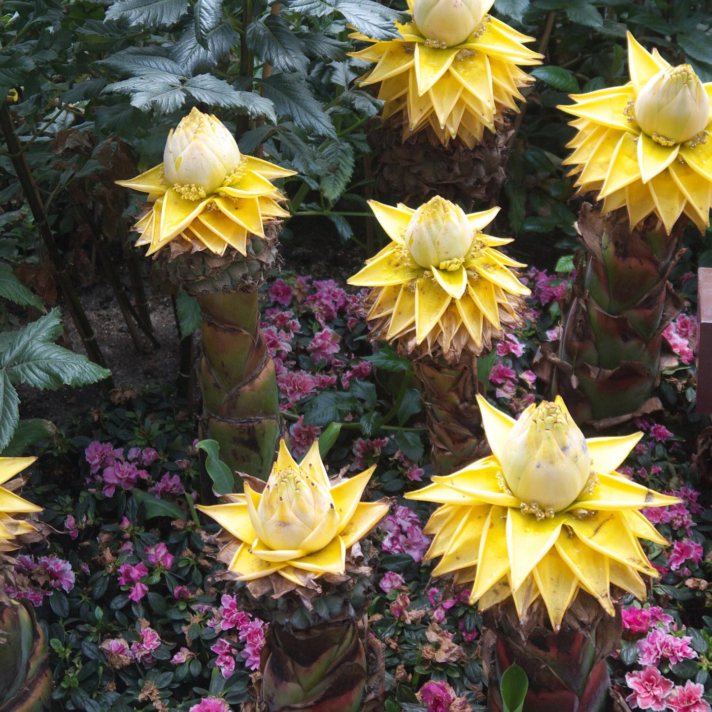 Flor De Loto Dorada - 4 Pzs - Musella Lasiocarpa - Altura 25-40cm - ⌀9cm_1