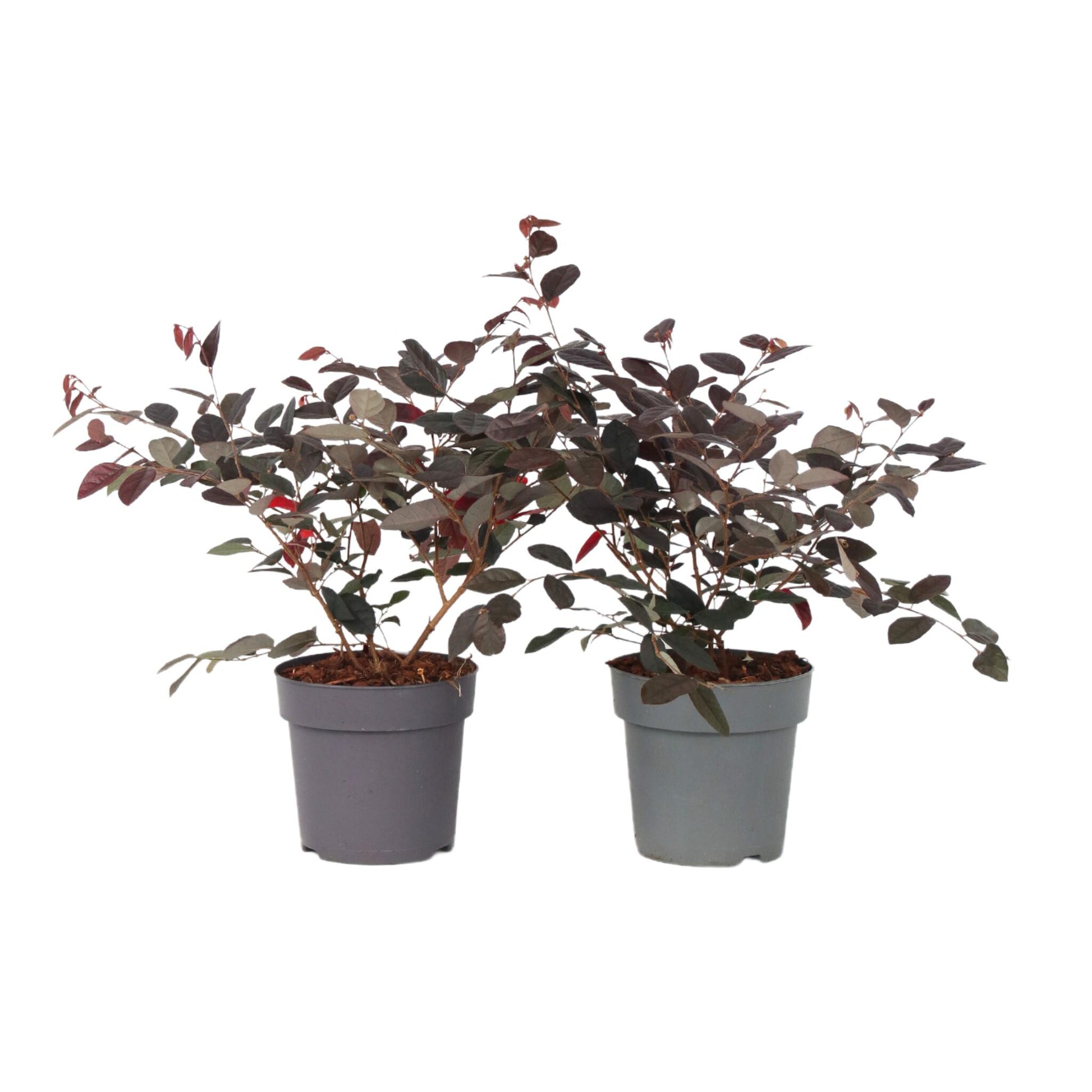 Flor Roja Eterna - 2 Pzs - Loropetalum 'fire Dance' - Altura 30-40cm - ⌀15cm_0