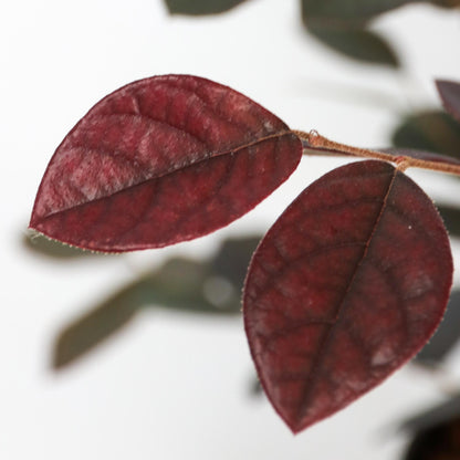 Flor Roja Eterna - 2 Pzs - Loropetalum 'fire Dance' - Altura 30-40cm - ⌀15cm_3
