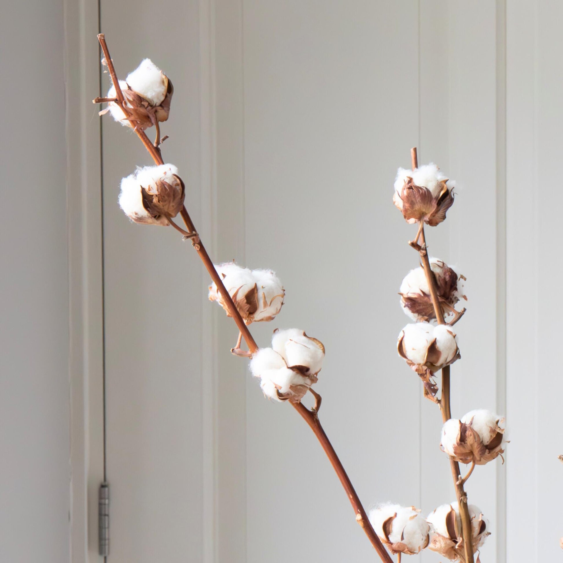 Flores Secas - 3 Pzs - Ramo 'cotton Branch'_3