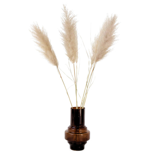 Flores Secas - 5 Pzs - Cortaderia Plum_0