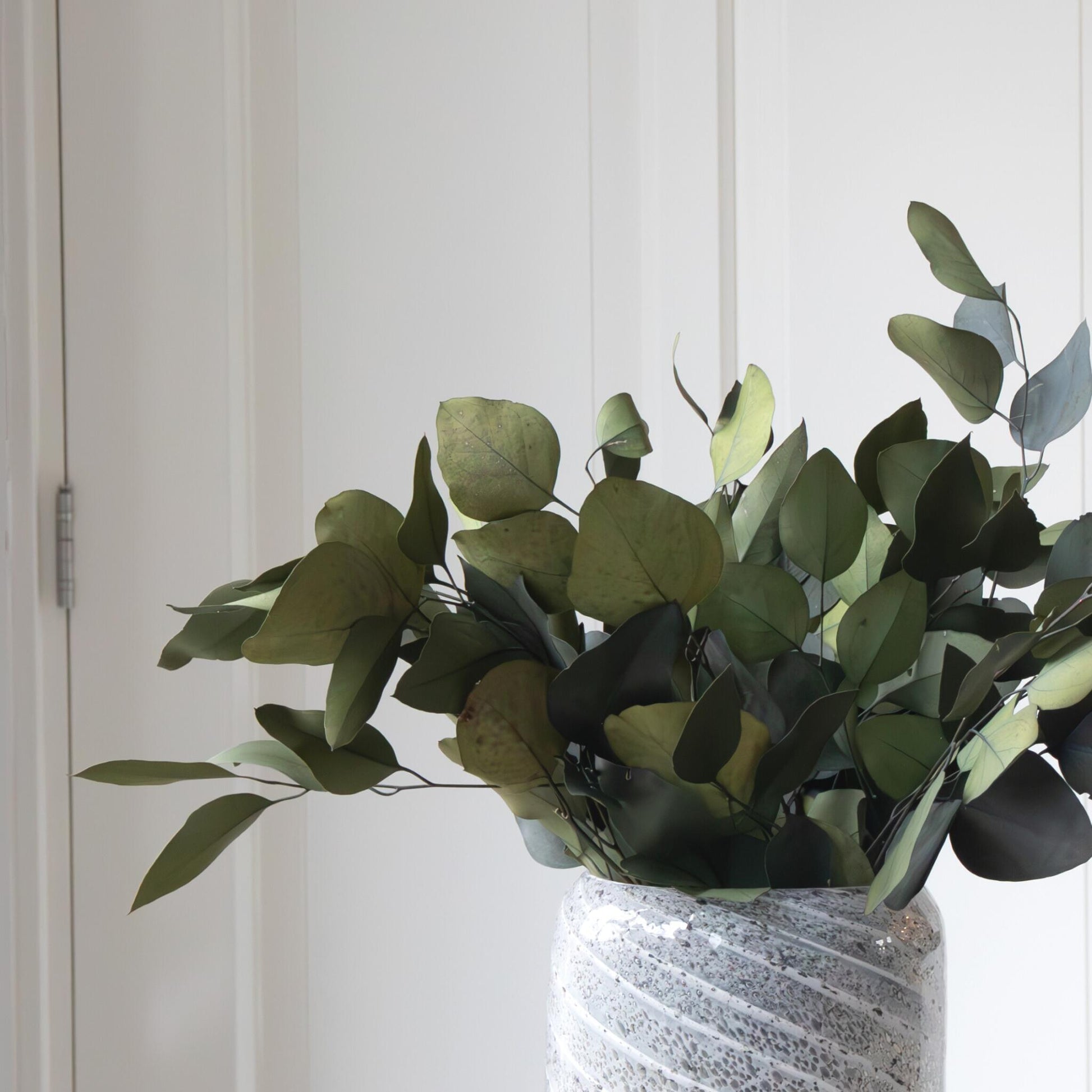 Flores Secas - Eucalyptus Stuartiana_3