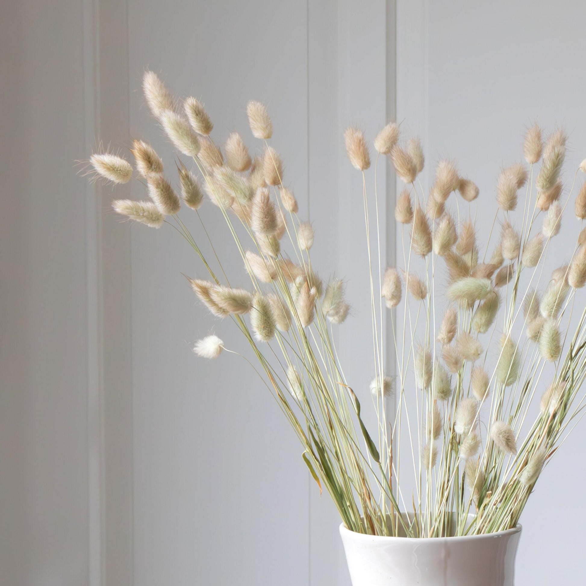 Flores Secas - Ramo 'lagurus Bunny Ears'_3