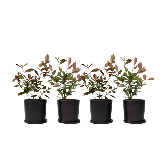 Fotinia - 4 Pzs - Photinia Fraseri 'red Robin' - Altura 30-40cm - ⌀17cm_0