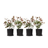 Fotinia - 4 Pzs - Photinia Fraseri 'red Robin' - Altura 30-40cm - ⌀17cm