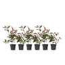 Fotinia - 6 Pzs - Photinia Fraseri 'red Robin' - Altura 30-40cm - ⌀17cm