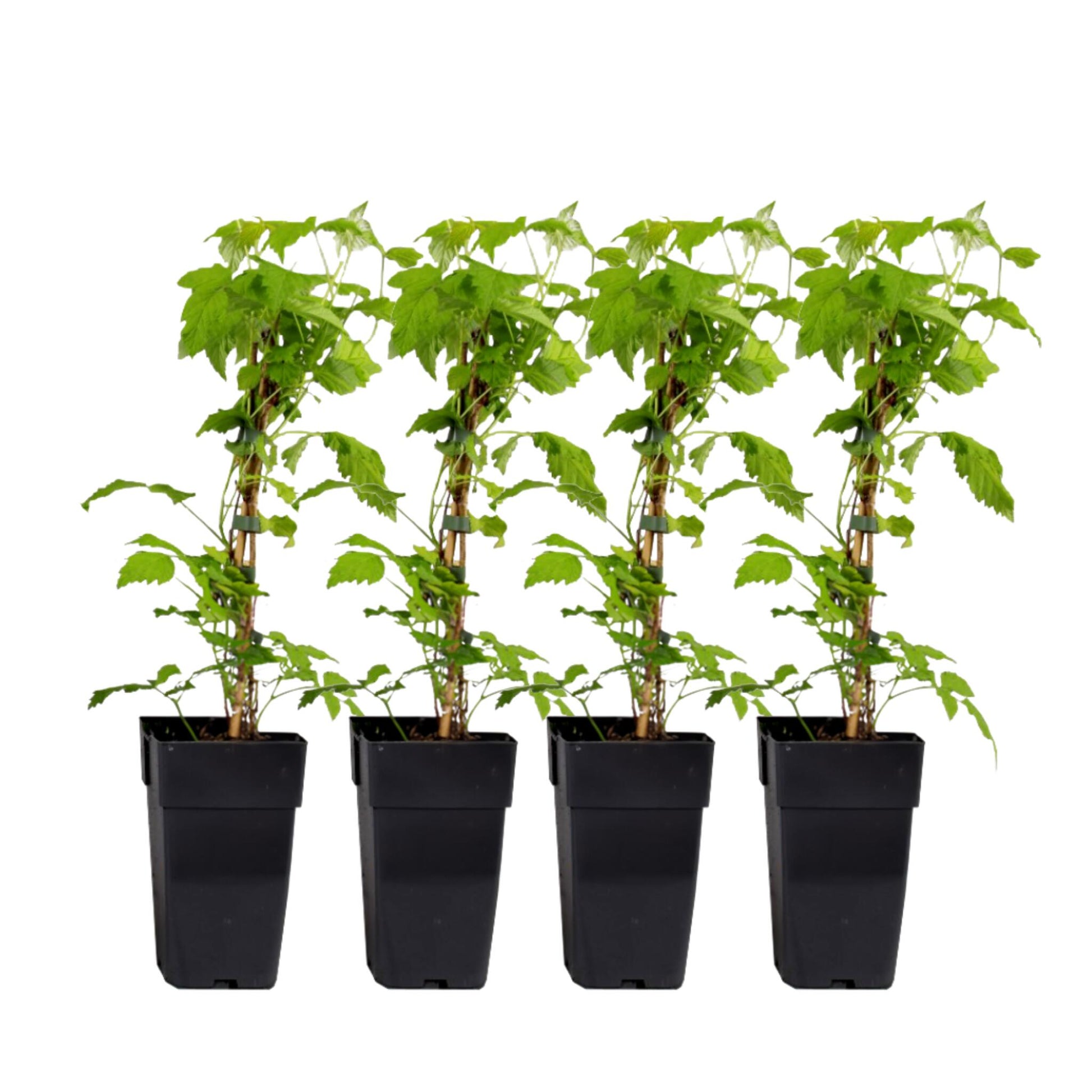 Frambuesa - 4 Pzs - Rubus Idaeus 'malling Promise' - Altura 50-60cm - ⌀15cm_0