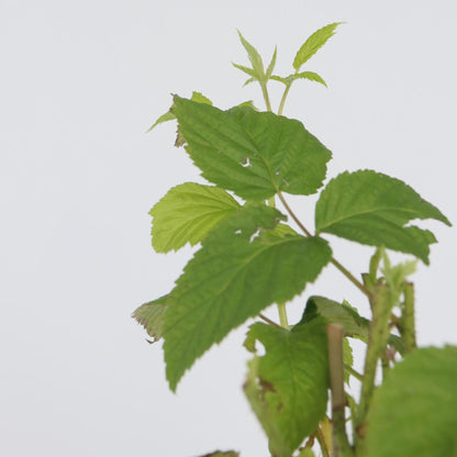 Frambuesa - 4 Pzs - Rubus Idaeus 'malling Promise' - Altura 50-60cm - ⌀15cm_3