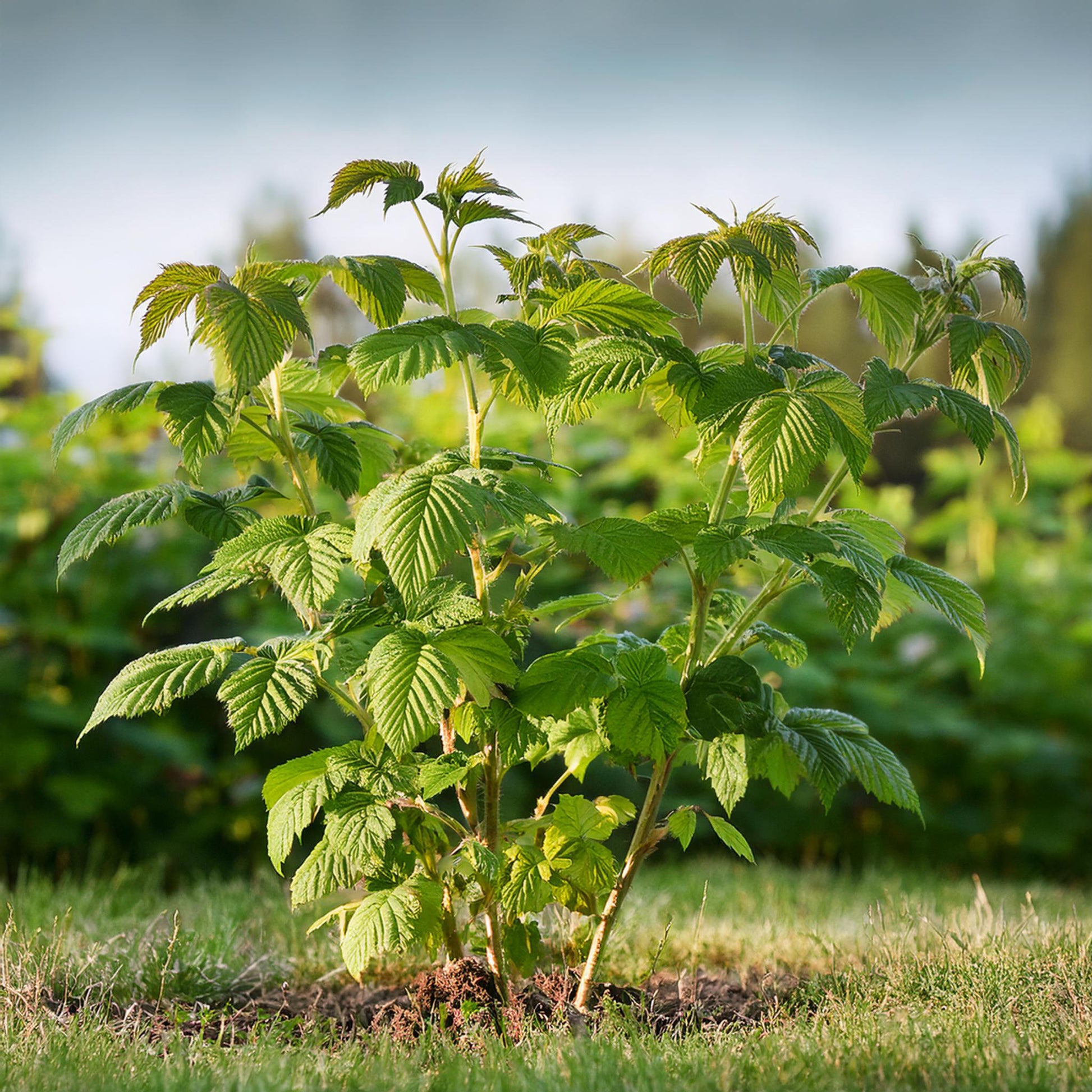 Frambuesa - 4 Pzs - Rubus Idaeus 'malling Promise' - Altura 50-60cm - ⌀15cm_4
