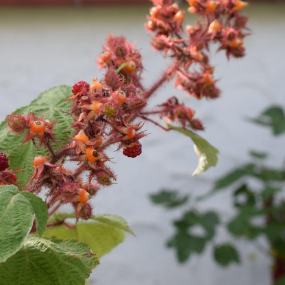 Frambuesa Japonesa - Set De 2 - Rubus Phoenicolasius - Altura 50-60cm - Ø15cm_1