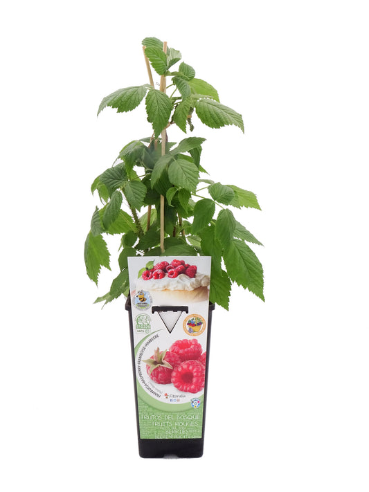 Frambuesa Roja En  Maceta 2 L. Natural - Fitoralia_0