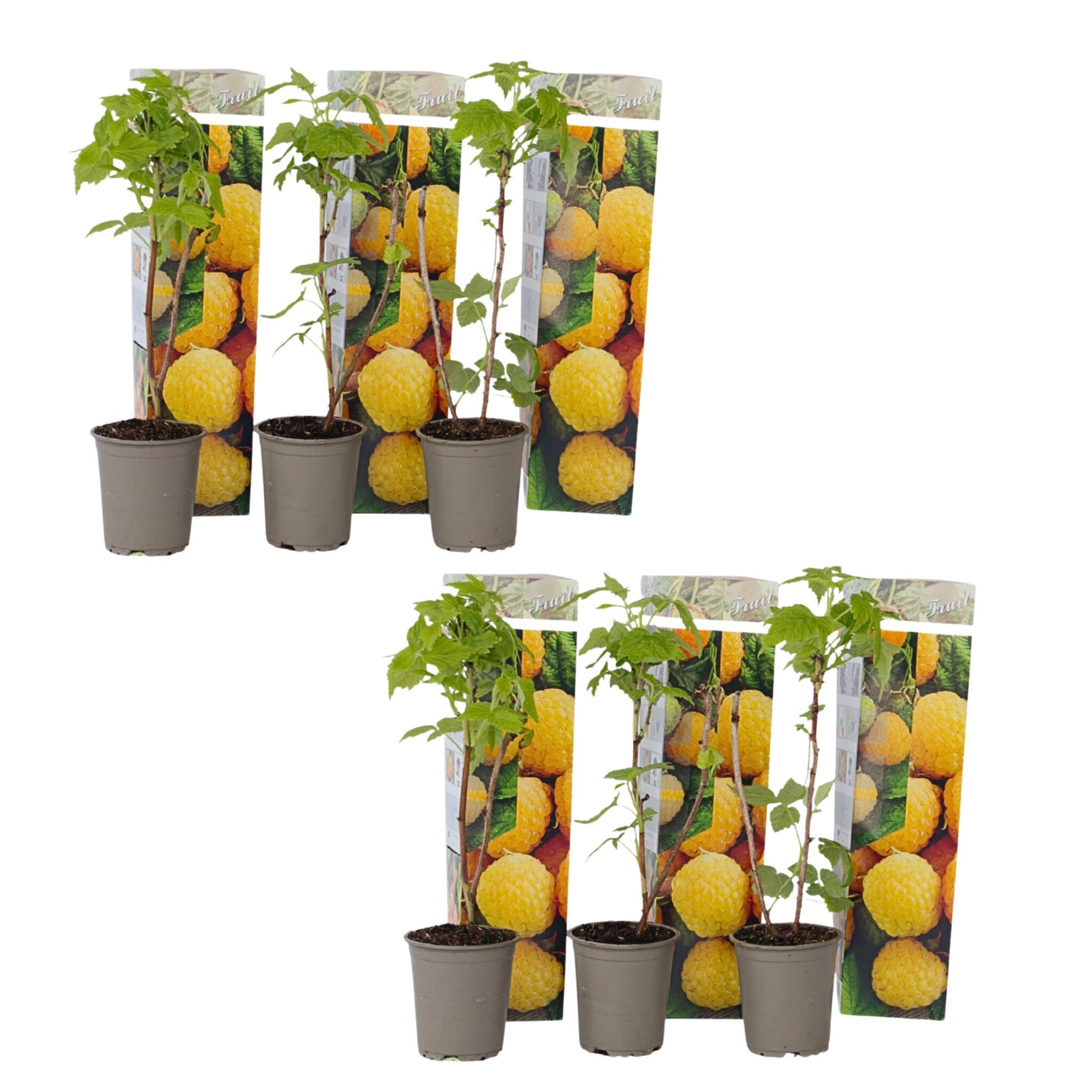 Frambueso - 6 Pzs - Rubus Idaeus 'fallgold' - Altura 25-40cm - ⌀9cm_0