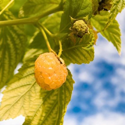 Frambueso - 6 Pzs - Rubus Idaeus 'fallgold' - Altura 25-40cm - ⌀9cm_3