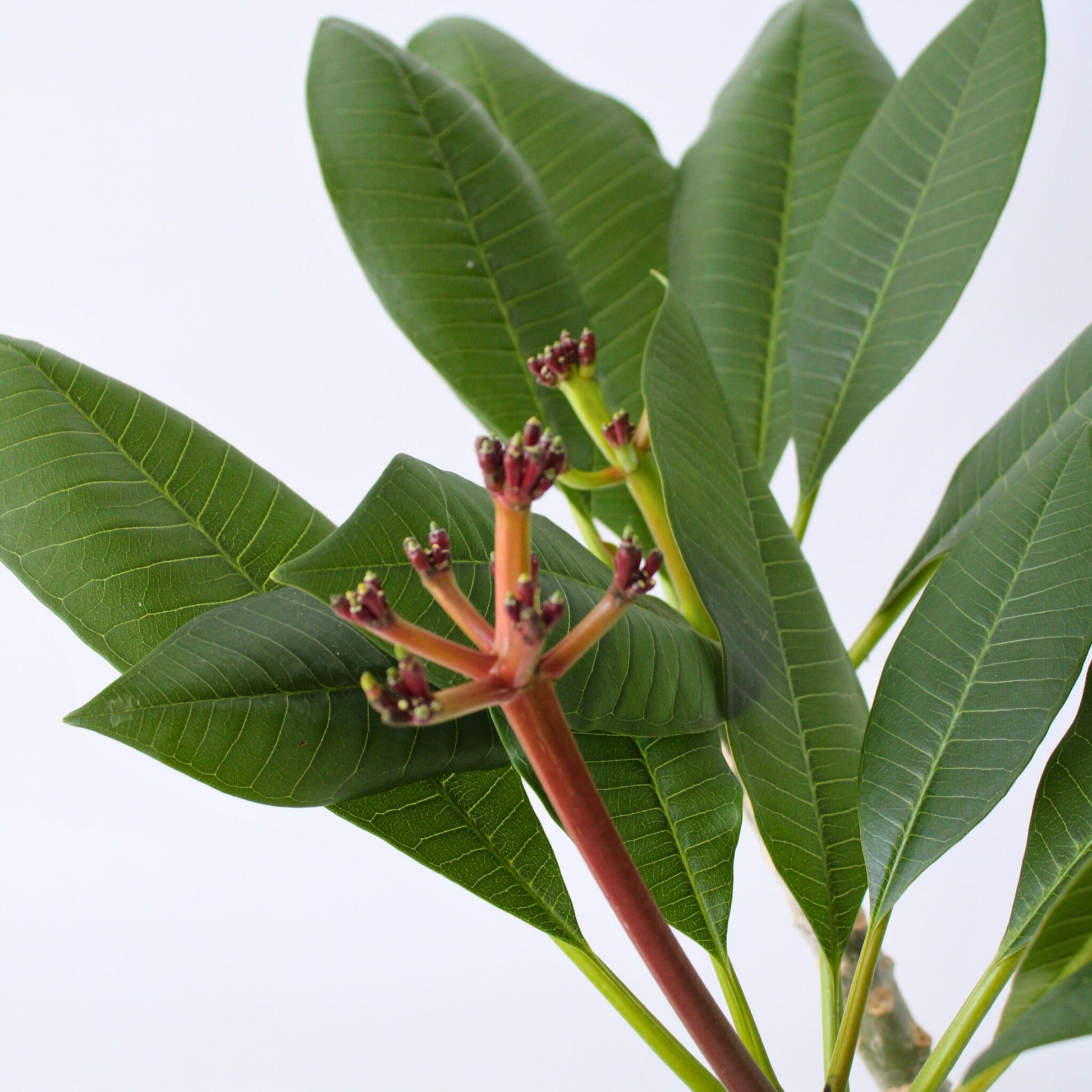 Frangipani - Plumeria Rubra 'blanco' - Incluye Cesta - Altura 55-70cm - ⌀17cm_3
