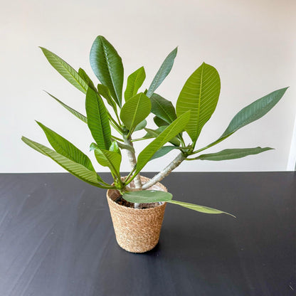 Frangipani - Plumeria Rubra 'blanco' - Incluye Cesta - Altura 55-70cm - ⌀17cm_4