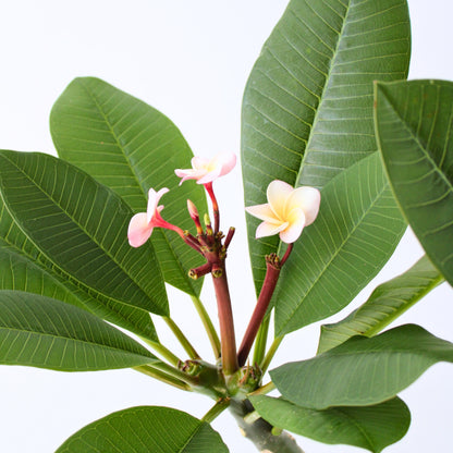 Frangipani - Plumeria Rubra 'rosa' - Incluye Cesta - Altura 55-70cm - ⌀17cm_3