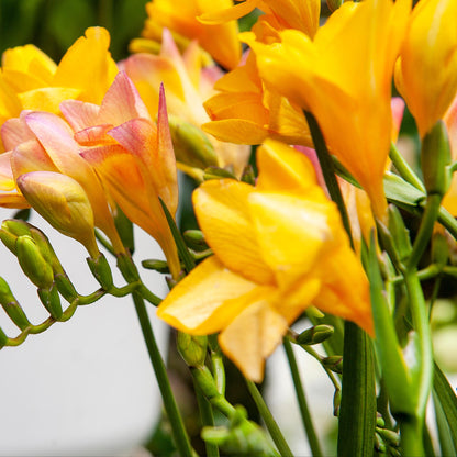 Fresia - 100 Pzs - Freesia Mix - Bulbos De Flores_3