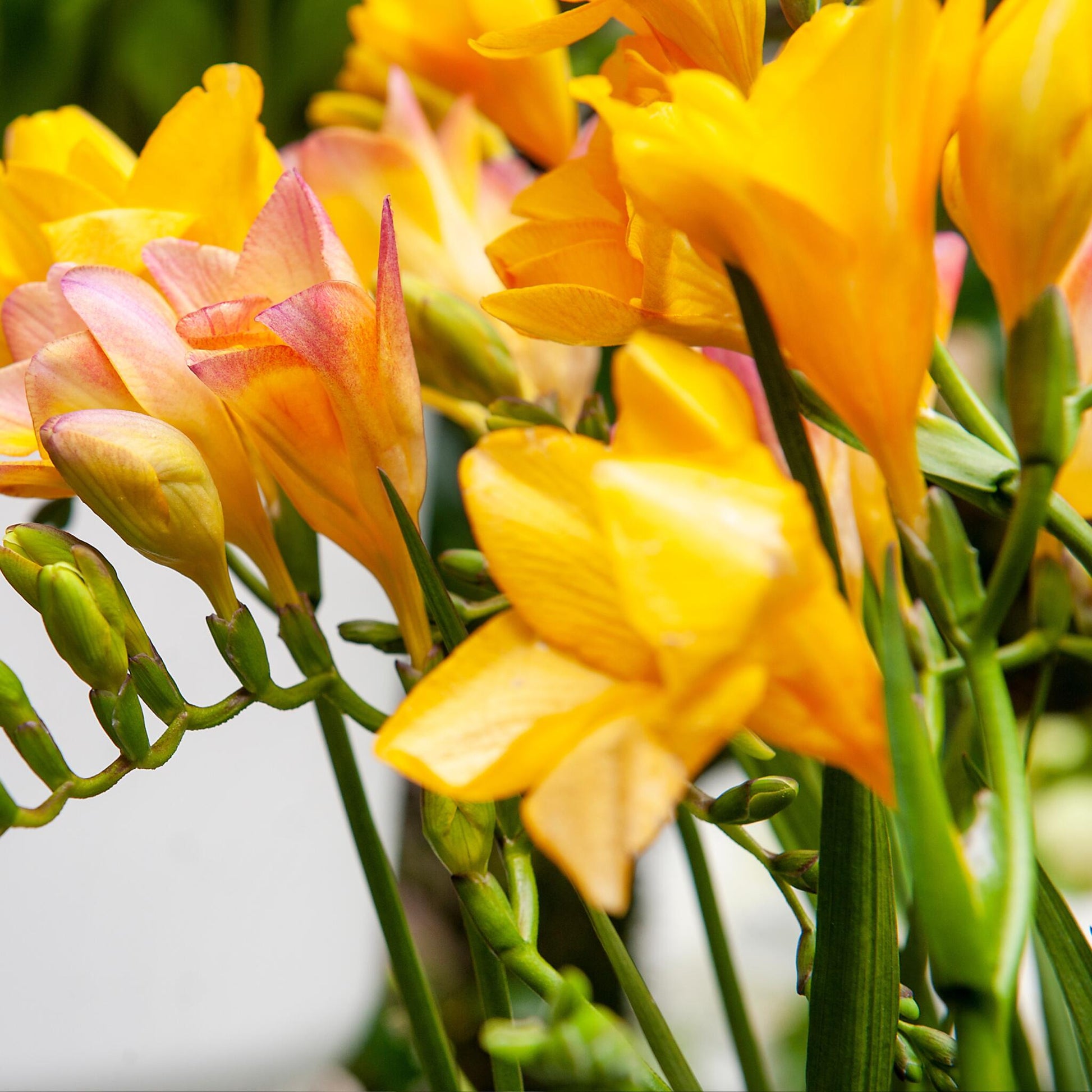 Fresia - 100 Pzs - Freesia Mix - Bulbos De Flores_3