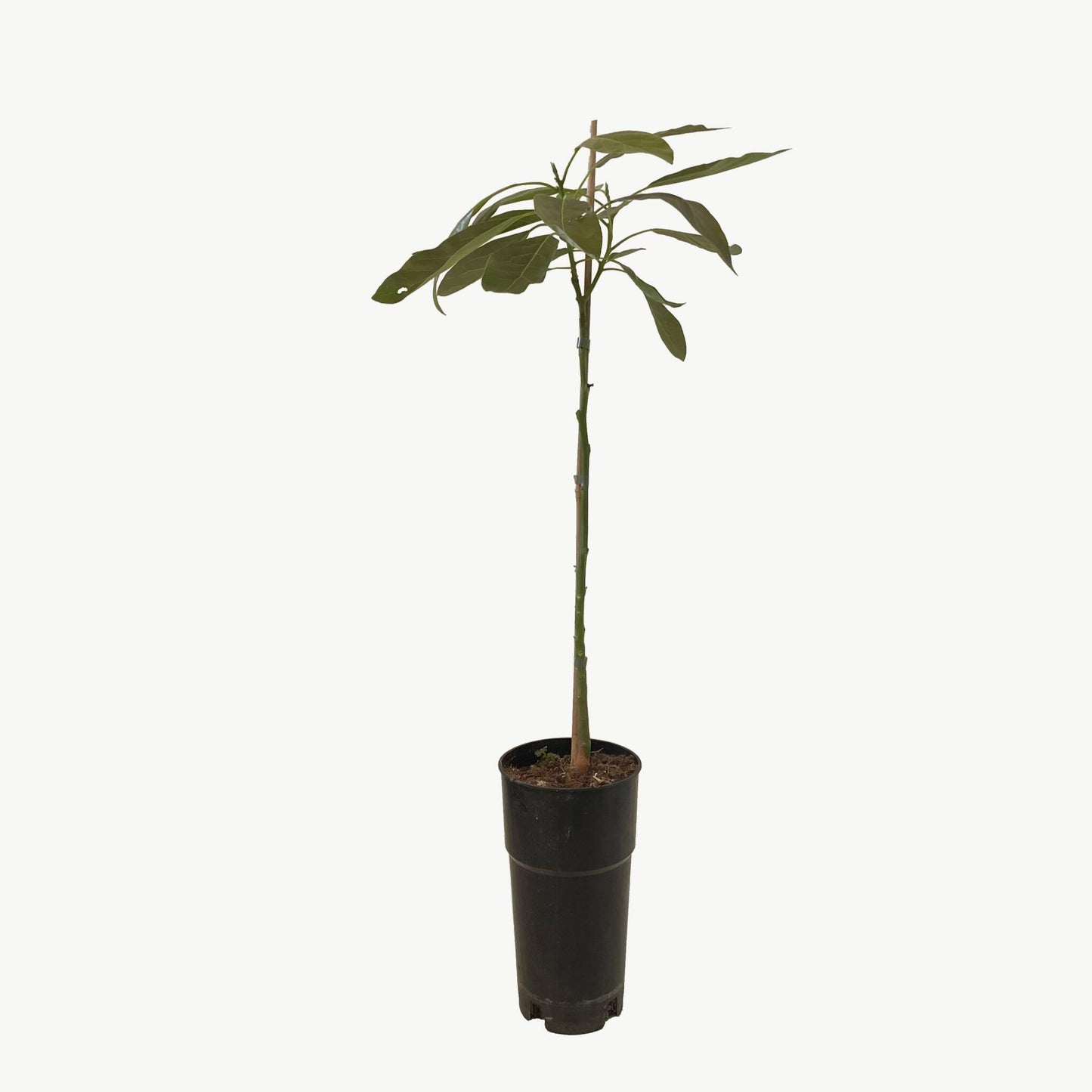 Frutal Aguacate Hass - Planta Natural - Maceta Tubo - Altura Aprox. 120cm._1