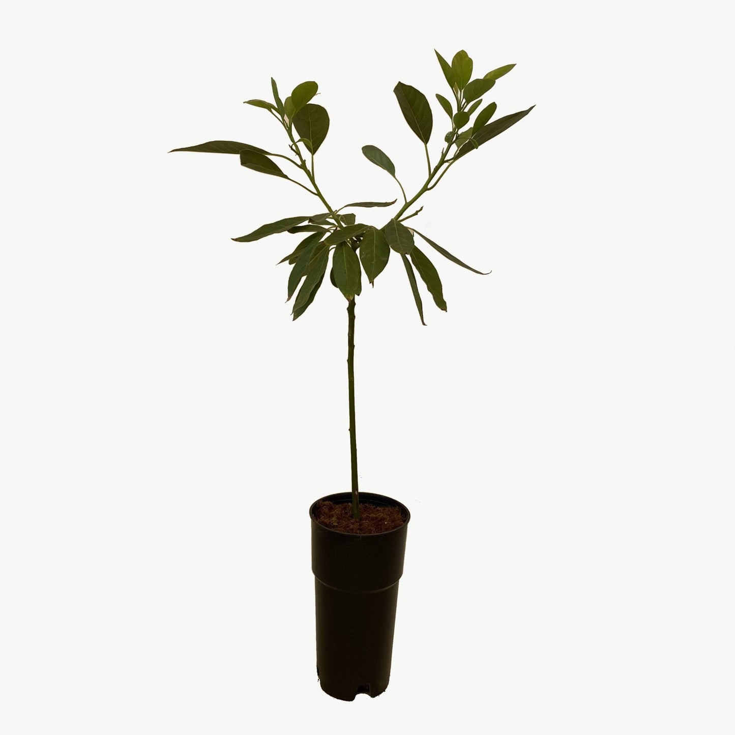 Frutal Aguacate Hass - Planta Natural - Maceta Tubo - Altura Aprox. 120cm._2