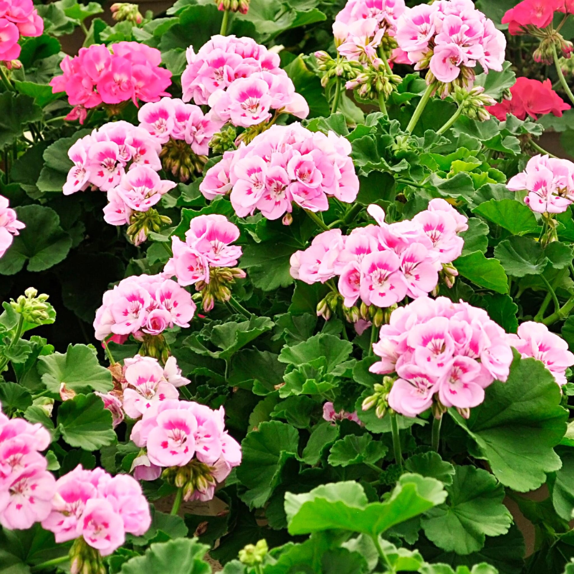 Geranio Real - 3 Pzs - Pelargonium 'pink Capitatum' - Altura 15-25cm - ⌀10cm_1