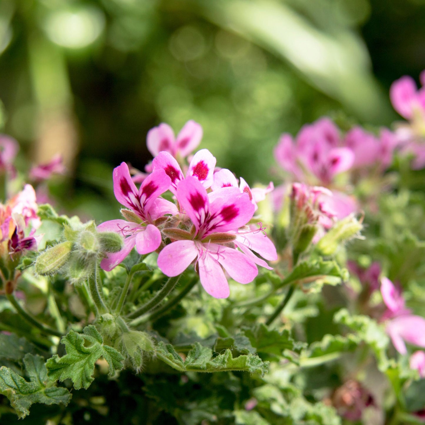 Geranio Real - 3 Pzs - Pelargonium 'pink Capitatum' - Altura 15-25cm - ⌀10cm_3