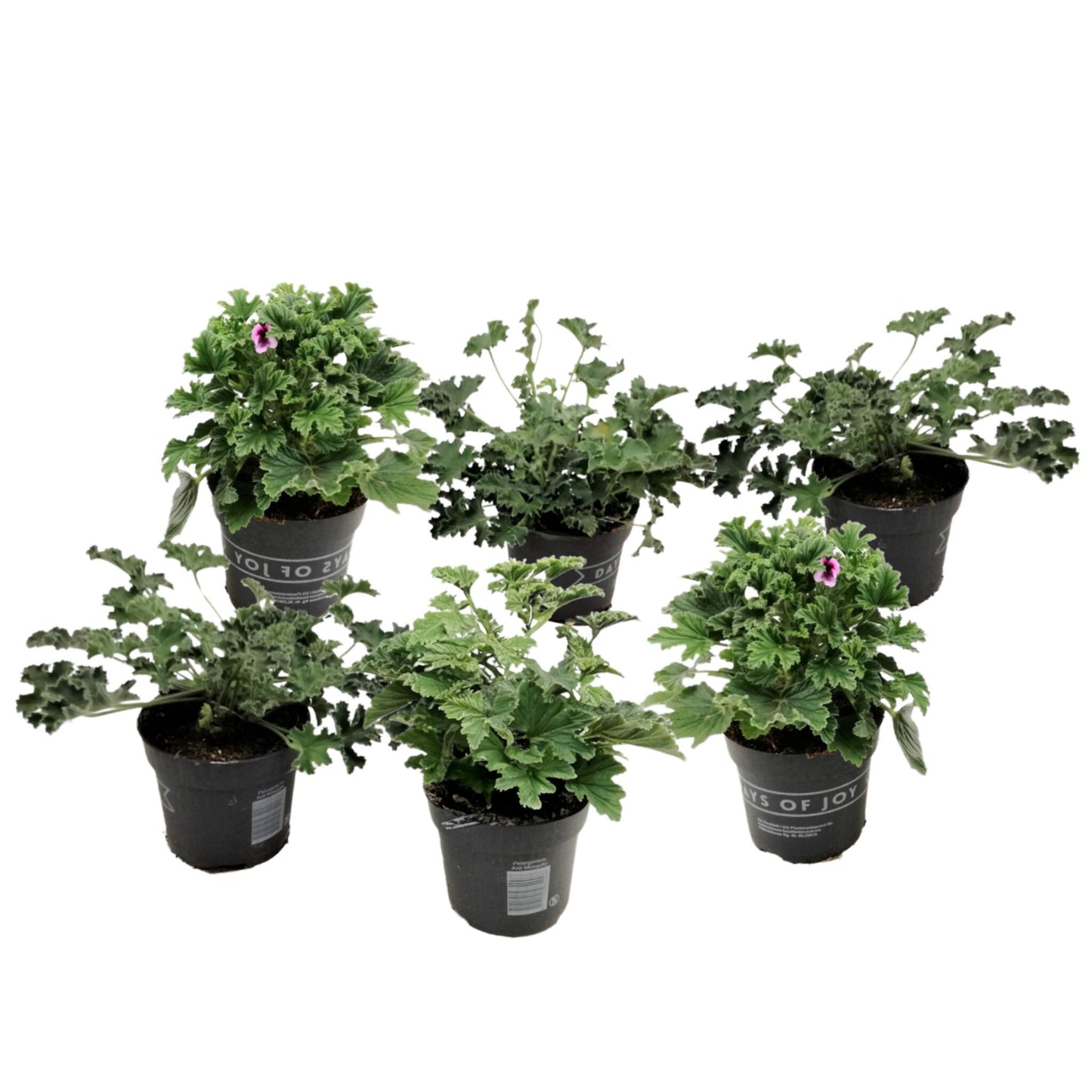 Geranio Real - 6 Pzs - Pelargonium - Altura 15-25cm - ⌀105cm_0
