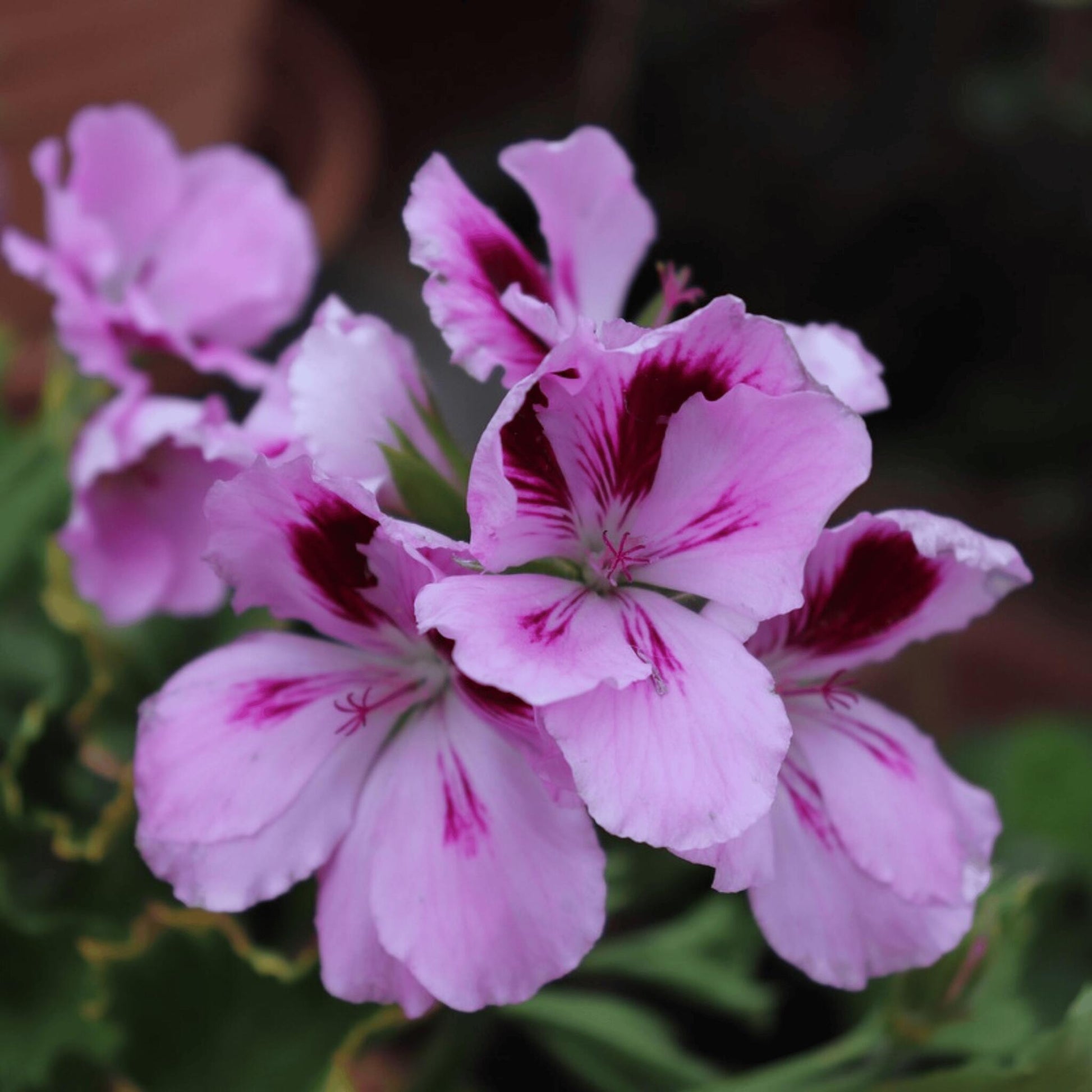 Geranio Real - 6 Pzs - Pelargonium - Altura 15-25cm - ⌀105cm_3