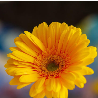Gerbera Garvinea - Amarilla - Altura 45-60cm - ⌀19cm_3