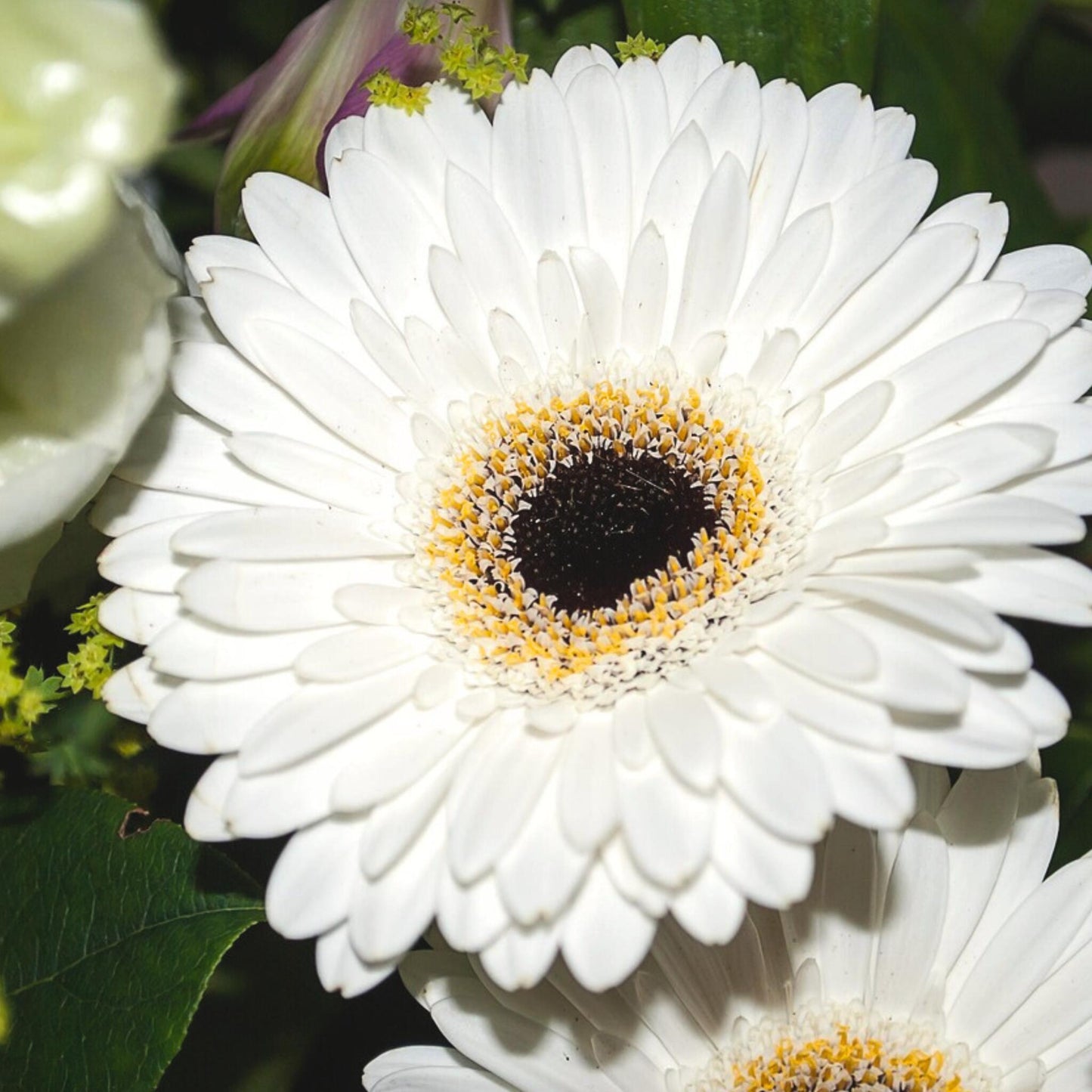 Gerbera Garvinea - Blanca - Altura 45-60cm - ⌀19cm_3