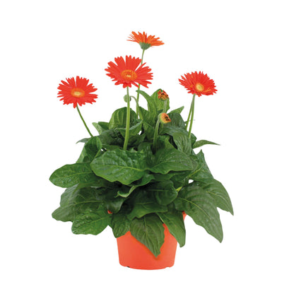 Gerbera Garvinea - Naranja - Altura 45-60cm - ⌀19cm_0