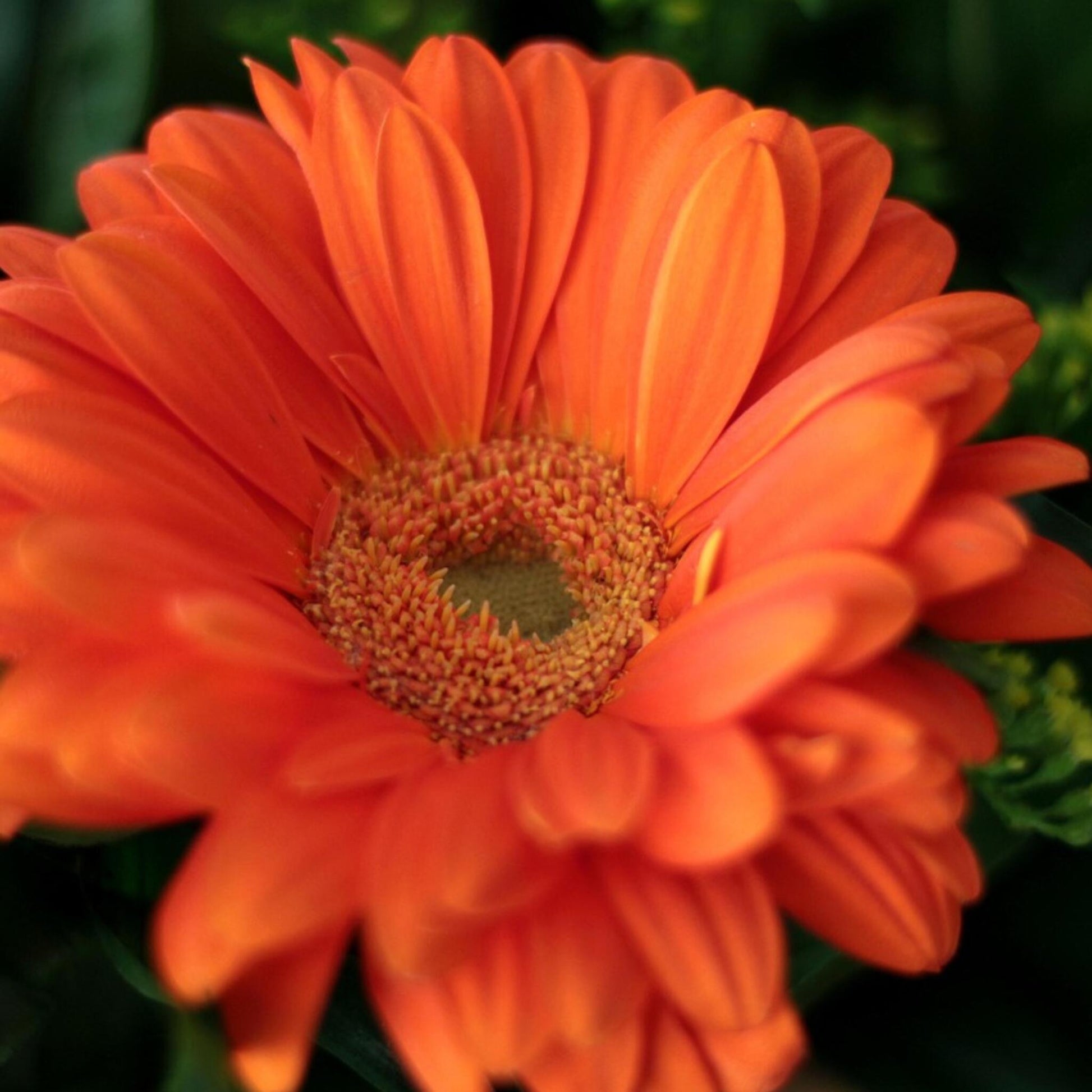 Gerbera Garvinea - Naranja - Altura 45-60cm - ⌀19cm_3