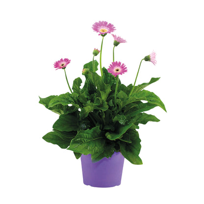 Gerbera Garvinea - Púrpura - Altura 45-60cm - ⌀19cm_0