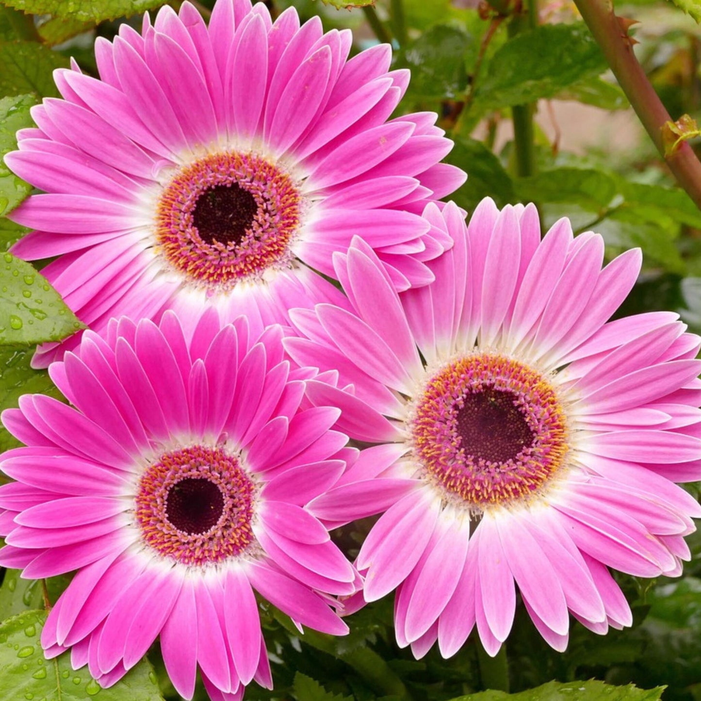 Gerbera Garvinea - Púrpura - Altura 45-60cm - ⌀19cm_3