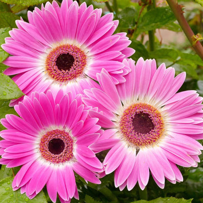 Gerbera Garvinea - Púrpura - Altura 45-60cm - ⌀19cm_3