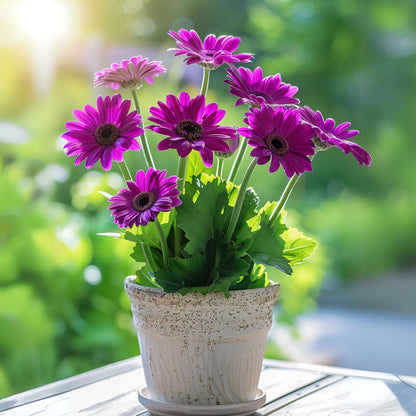 Gerbera Garvinea - Púrpura - Altura 45-60cm - ⌀19cm_4