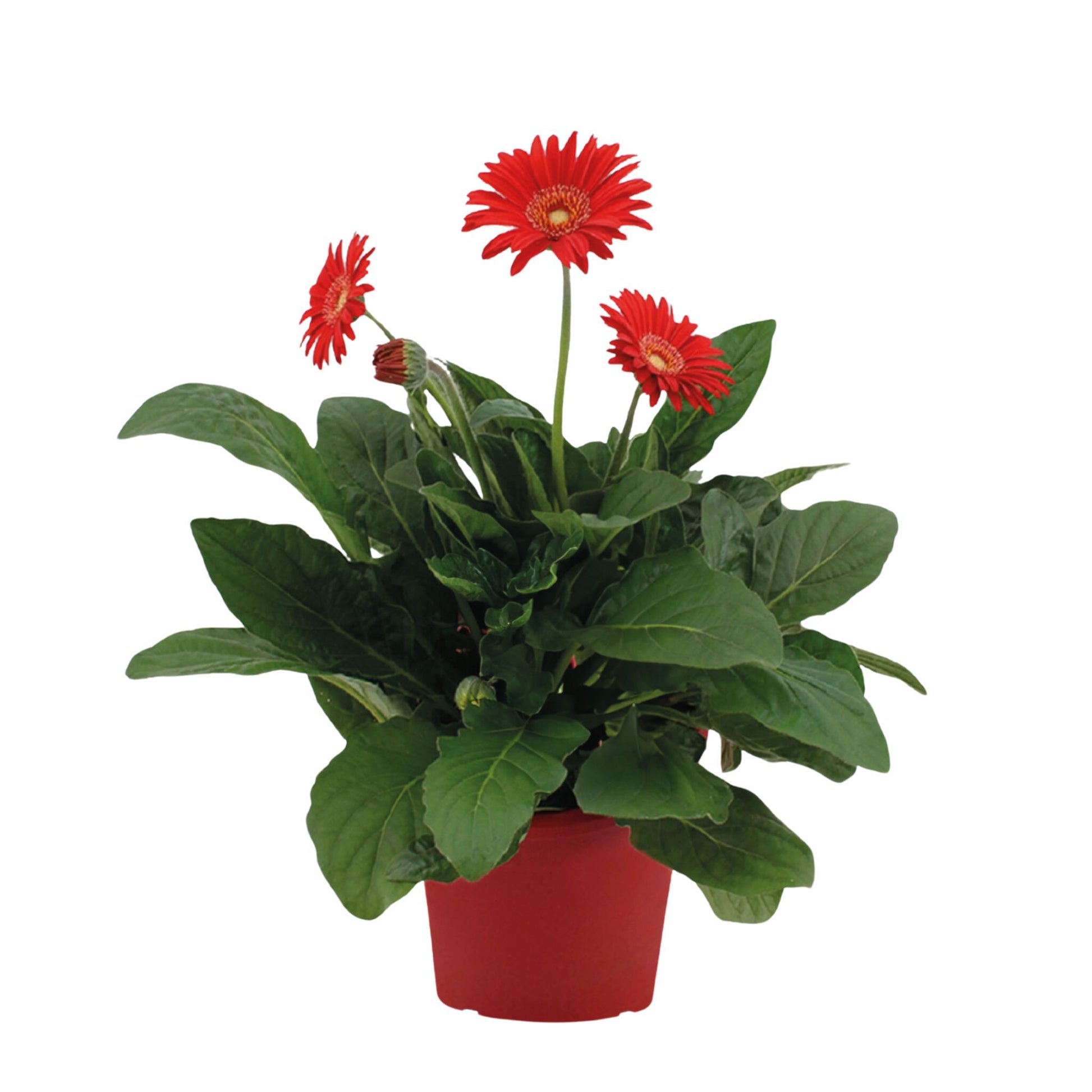 Gerbera Garvinea - Roja - Altura 45-60cm - ⌀19cm_0