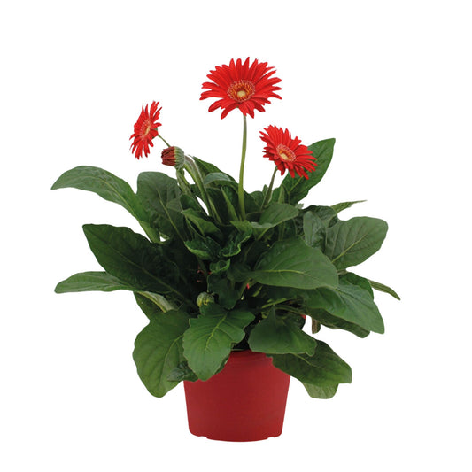 Gerbera Garvinea - Roja - Altura 45-60cm - ⌀19cm_0