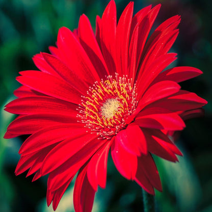 Gerbera Garvinea - Roja - Altura 45-60cm - ⌀19cm_3