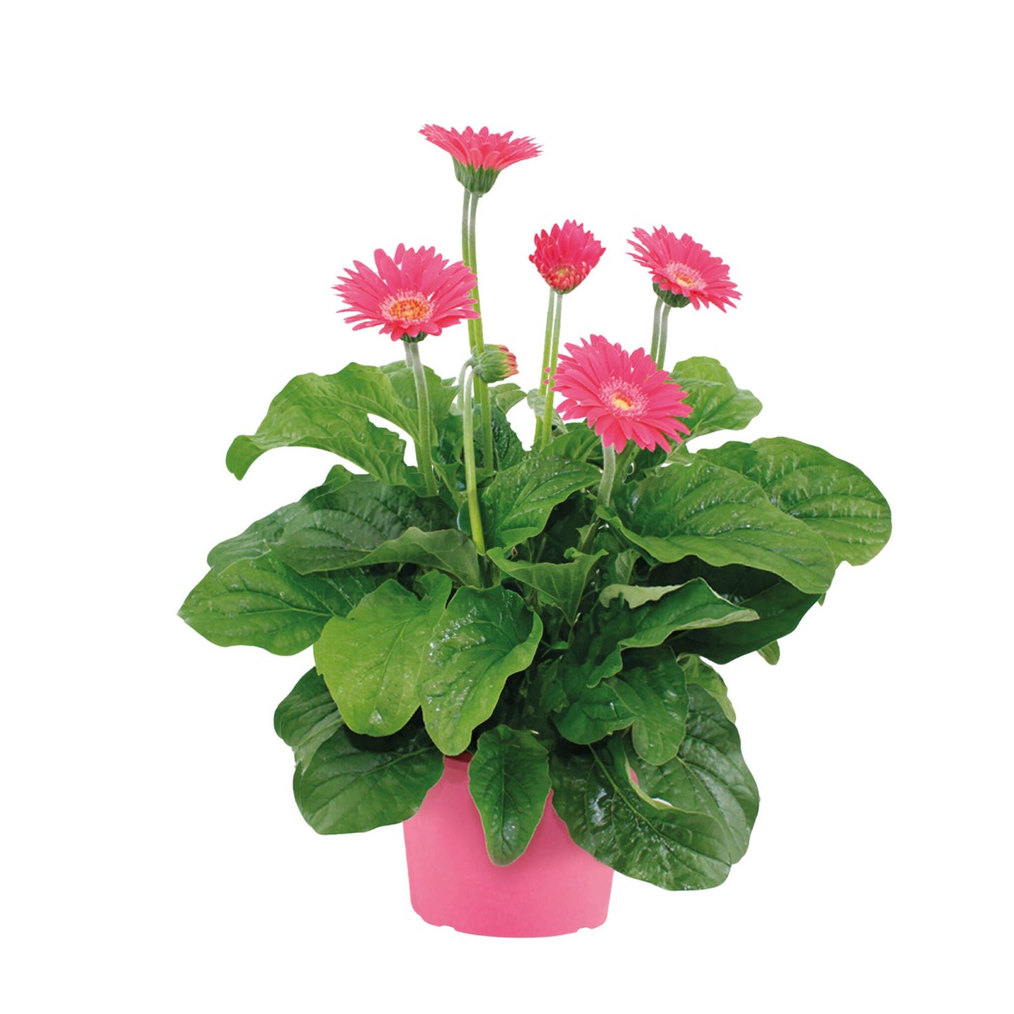Gerbera Garvinea - Rosa - Altura 45-60cm - ⌀19cm_0