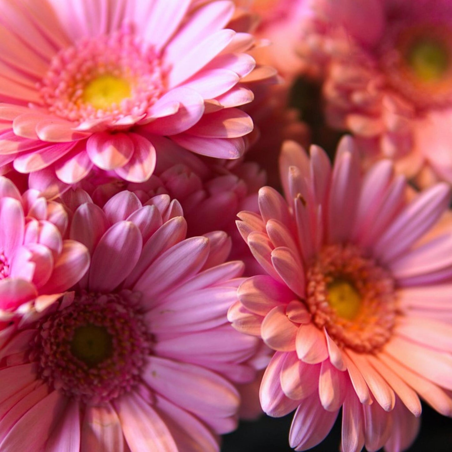 Gerbera Garvinea - Rosa - Altura 45-60cm - ⌀19cm_3