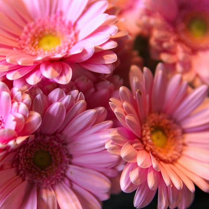 Gerbera Garvinea - Rosa - Altura 45-60cm - ⌀19cm_3
