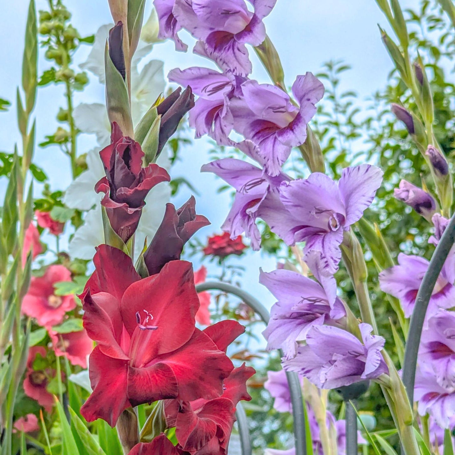 Gladiolo - 21 Pzs - Gladiolus 'passos' - Bulbos De Flores - Púrpura_1