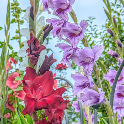 Gladiolo - 21 Pzs - Gladiolus 'passos' - Bulbos De Flores - Púrpura_1