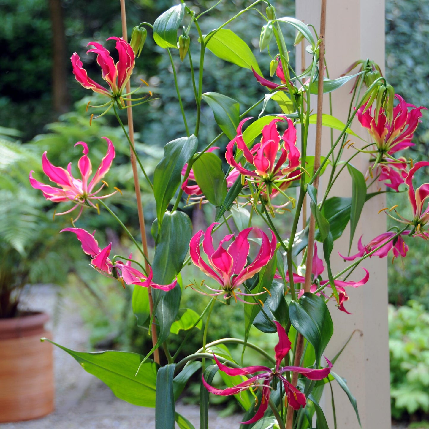 Gladiolo - 3 Pzs - Gloriosa 'rothschildiana' - Cepellones - Rojo_4