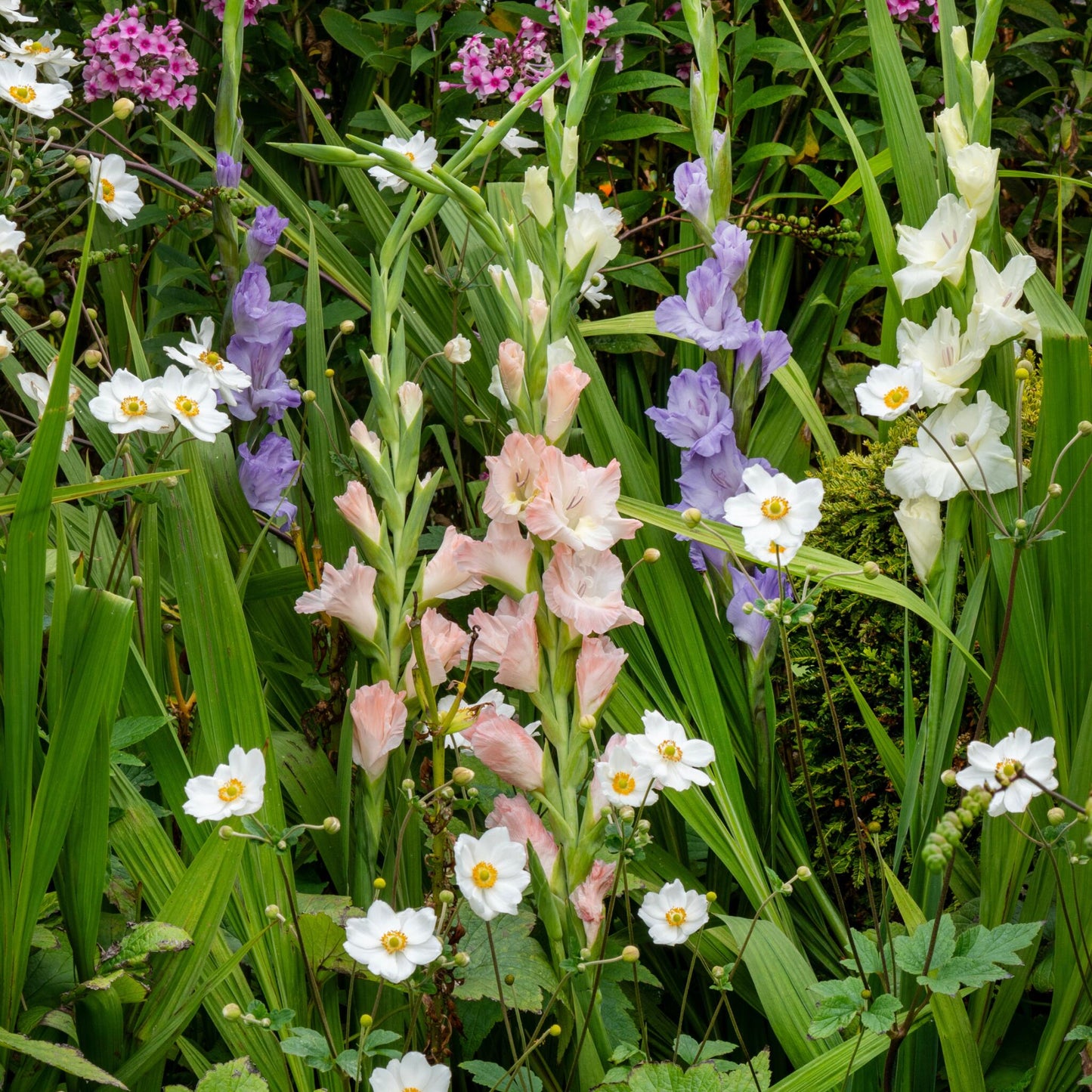 Gladiolo - 60 Pzs - Gladiolus Pastel Mix - Bulbos De Flores_1